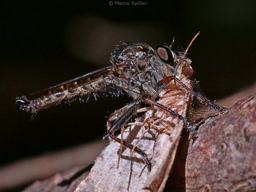 Asilidae - predazione su falena